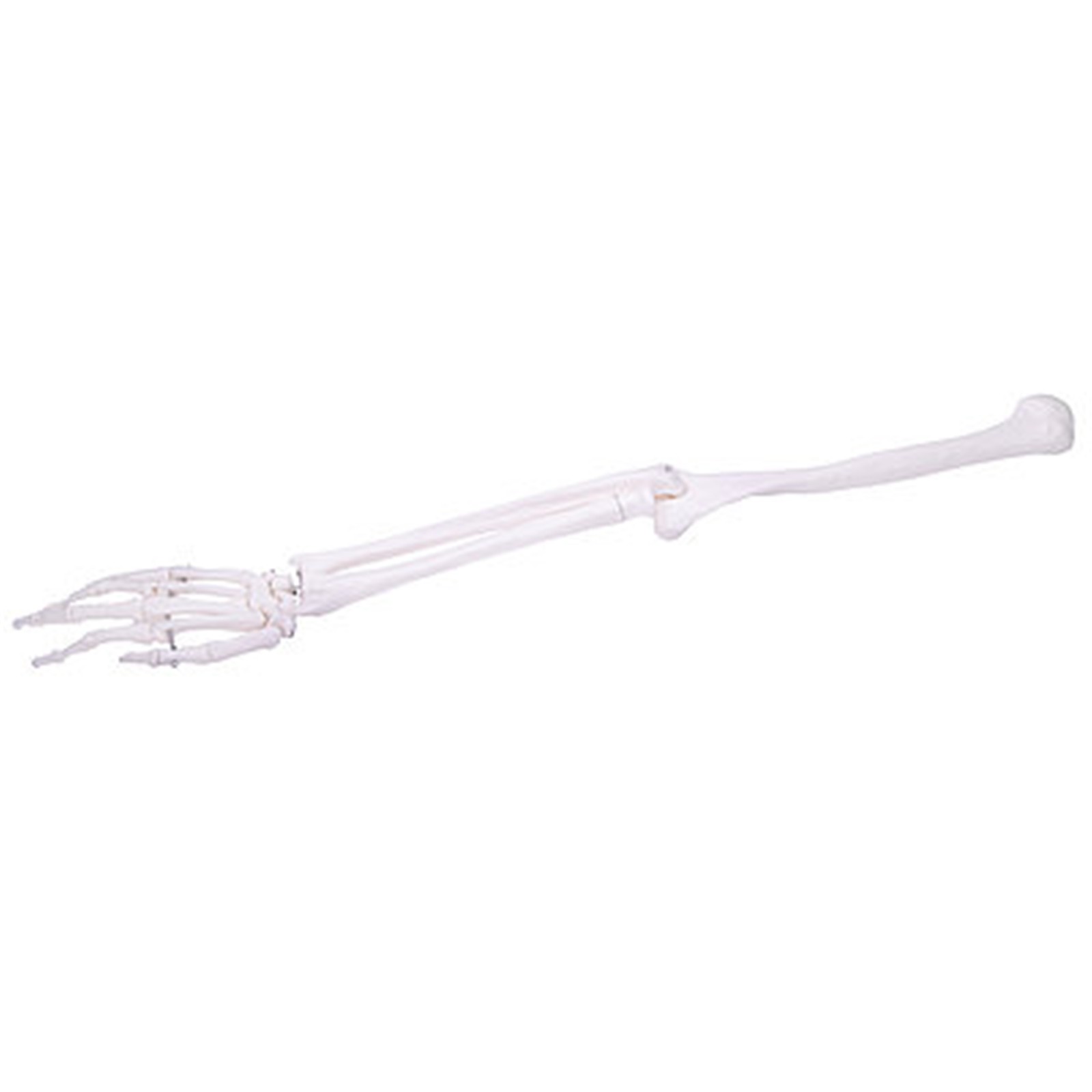 csm_139151_HeineScientific_Armskelett_1_1e74f2c103