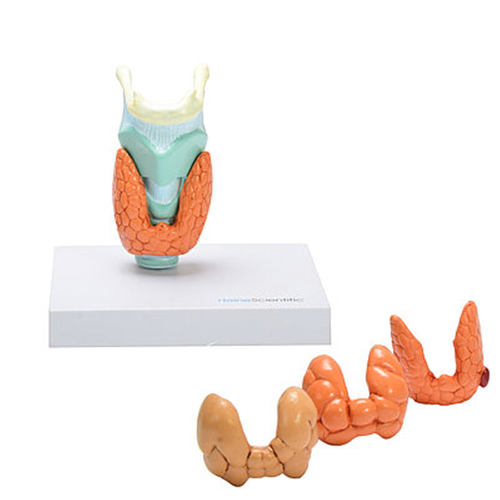 csm_139065_HeineScientific_Modell_der_Schilddruesenerkrankungen_1_325e9215a3