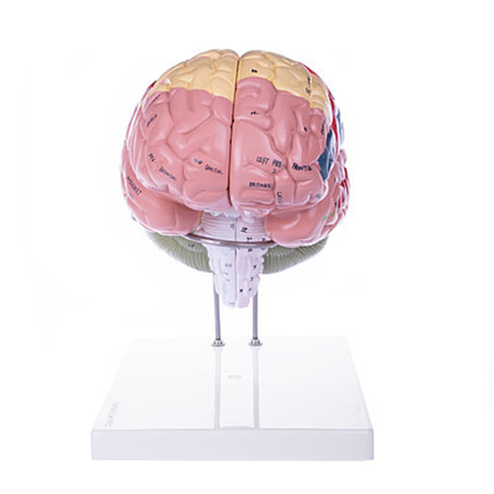 csm_139154_HeineScientific_Gehirnmodell_3_748d5070aa