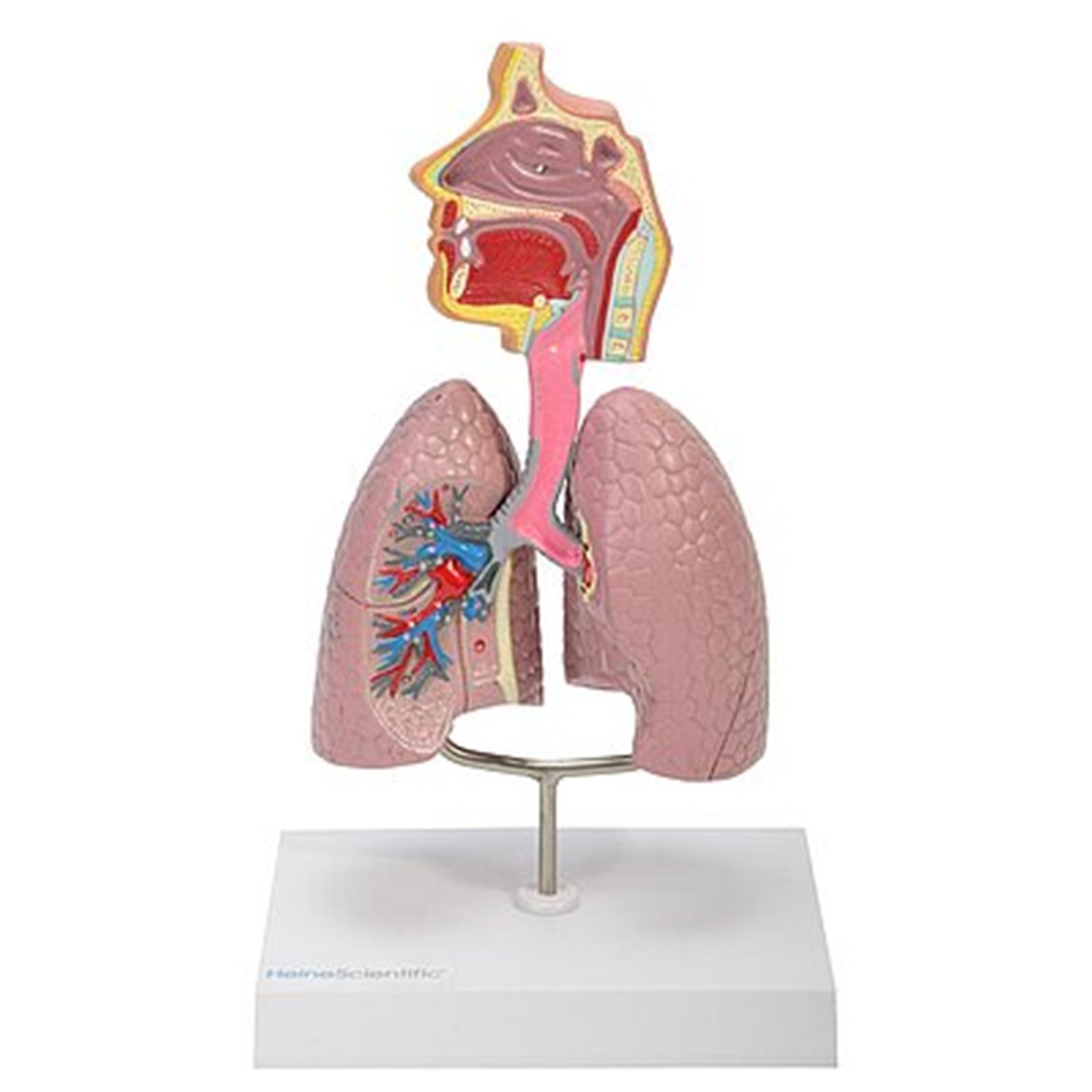 csm_139064_HeineScientific_Modell_der_Atemwege_1_83d5e98c67