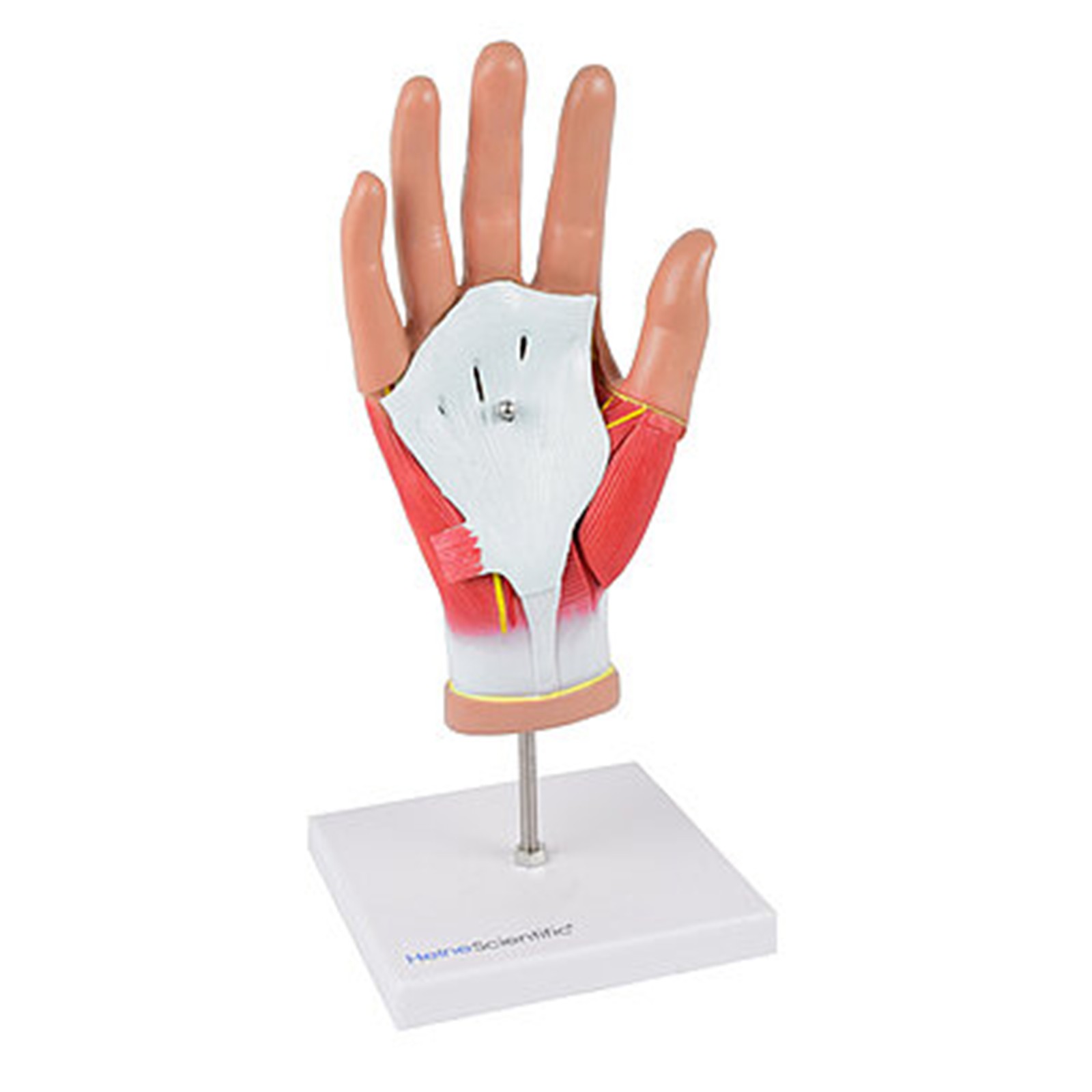 csm_139014_HeineScientific_Handmodell_1_d511dc1e18