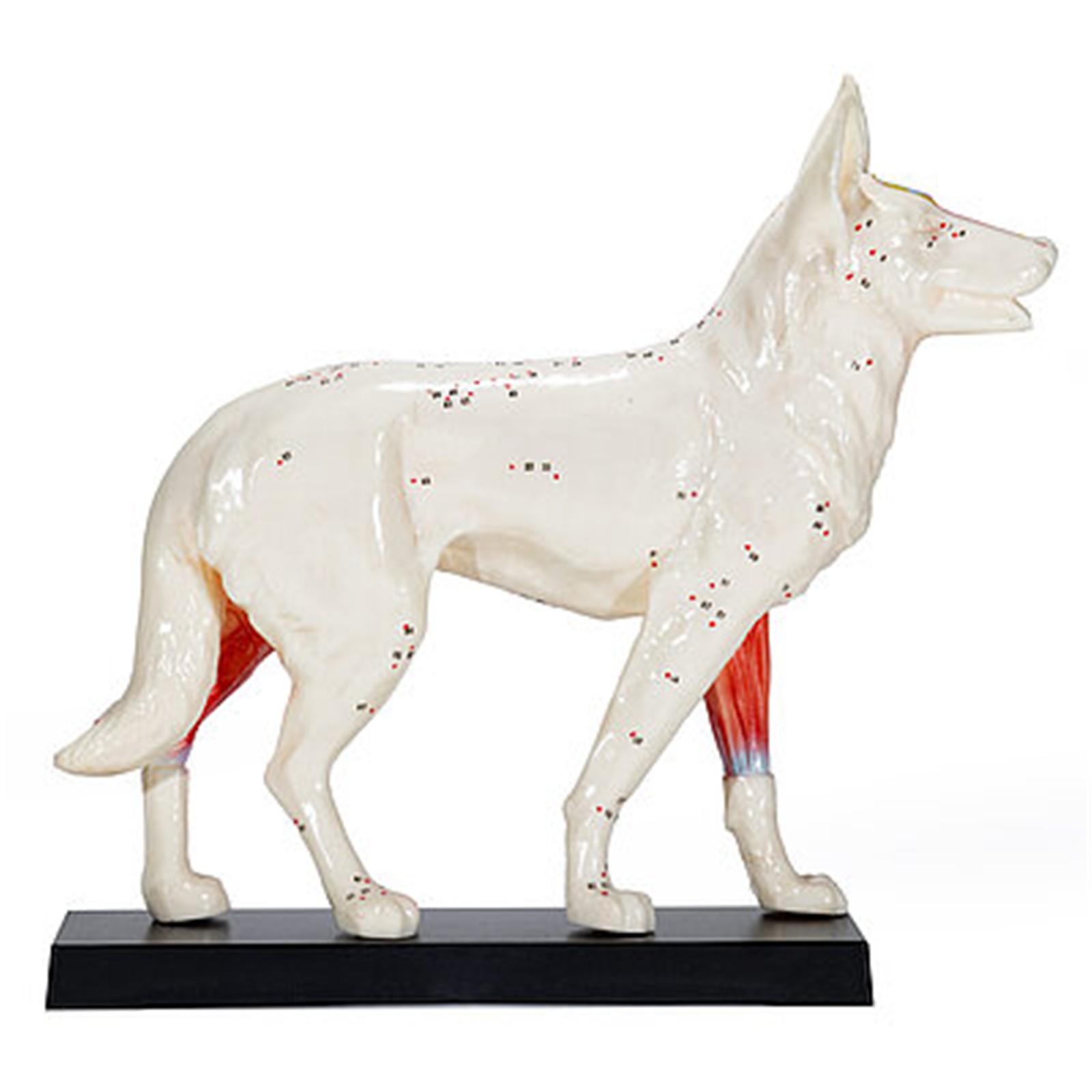 csm_190073_-HeineScientific-Akupunkturmodell-Hund-3_2bbdb27065