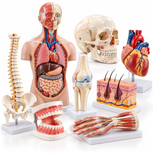 Anatomische Modelle